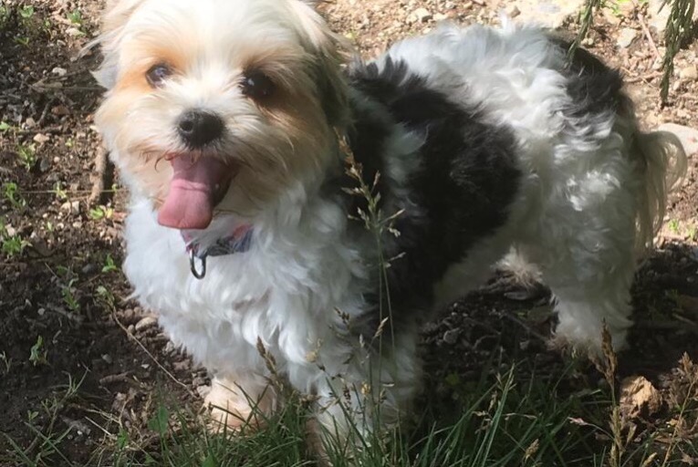 Vermisstmeldung Hund  Weiblich , 10 jahre Valleiry Frankreich