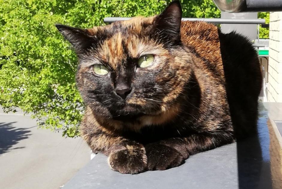 Vermisstmeldung Katze  Weiblich , 12 jahre Saint-André-lez-Lille Frankreich