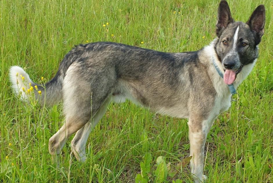 Vermisstmeldung Hund rassenmischung Männliche , 5 jahre Colombies Frankreich