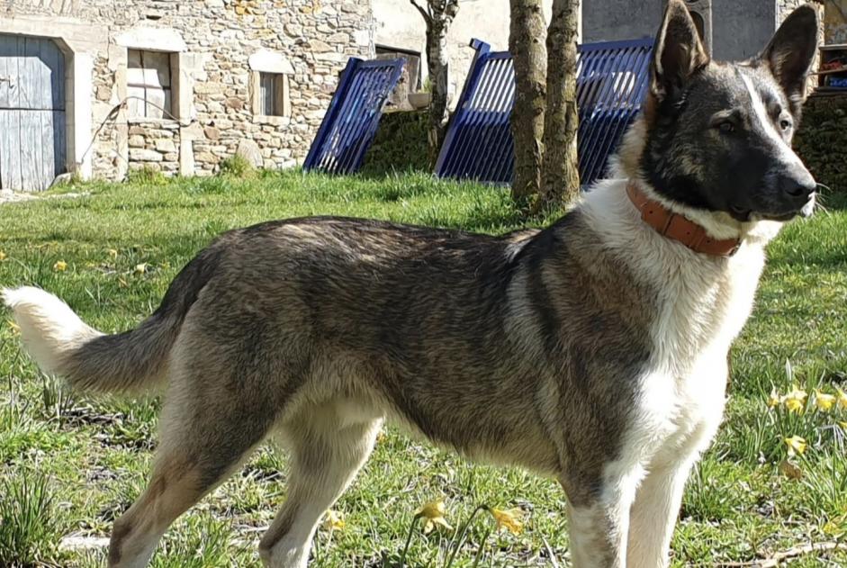 Vermisstmeldung Hund rassenmischung Männliche , 5 jahre Colombies Frankreich