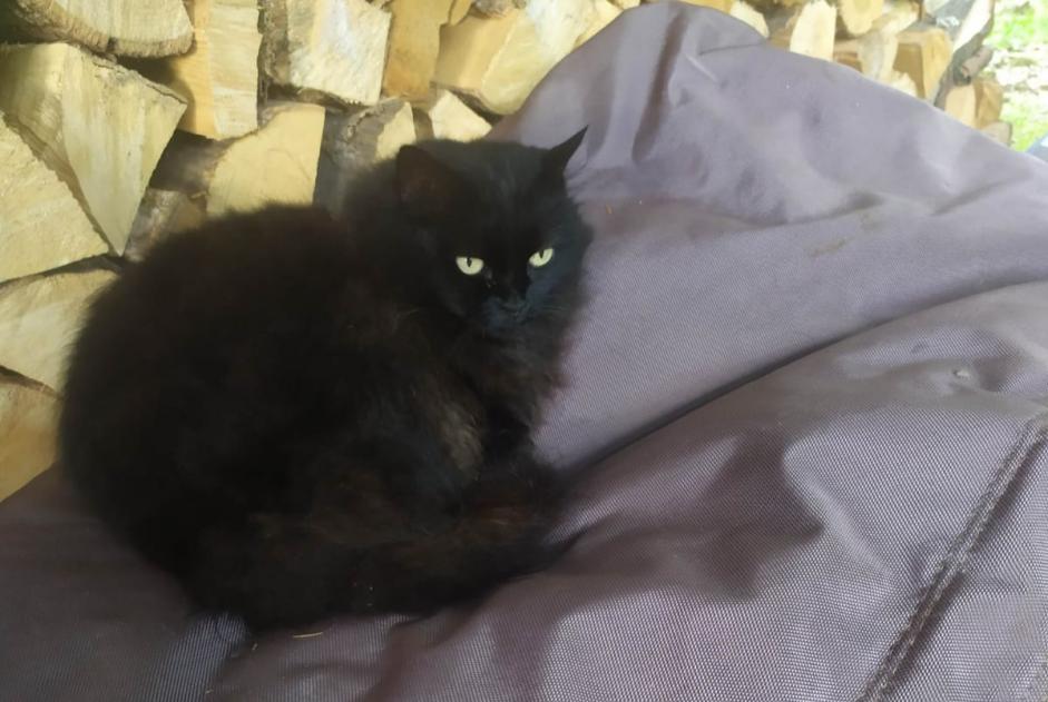 Vermisstmeldung Katze Weiblich , 10 jahre Crolles Frankreich