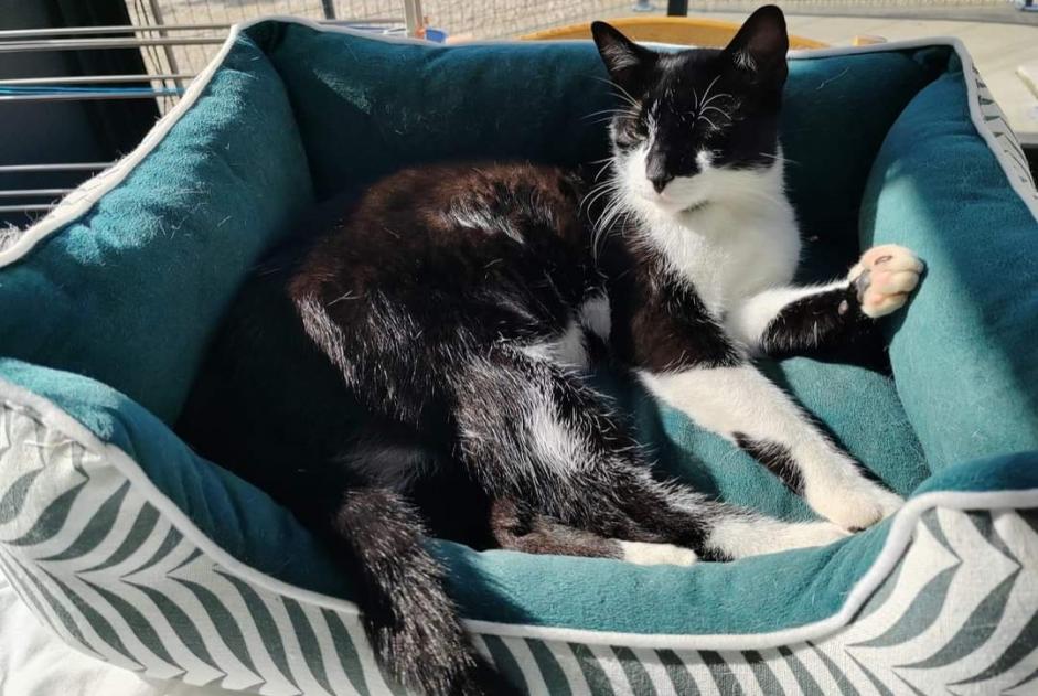 Vermisstmeldung Katze  Männliche , 3 jahre Morestel Frankreich