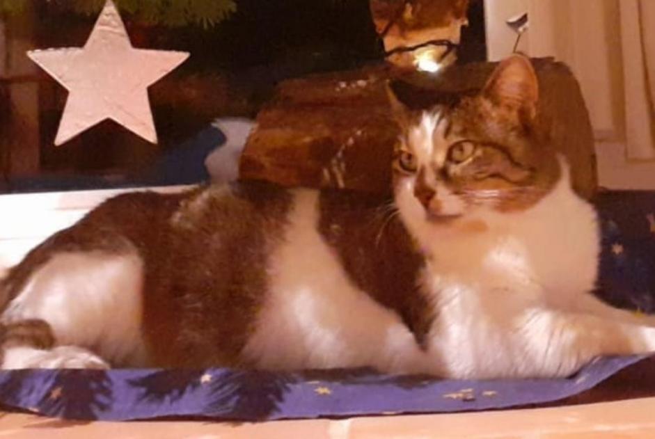 Vermisstmeldung Katze  Männliche , 4 jahre Pontchâteau Frankreich