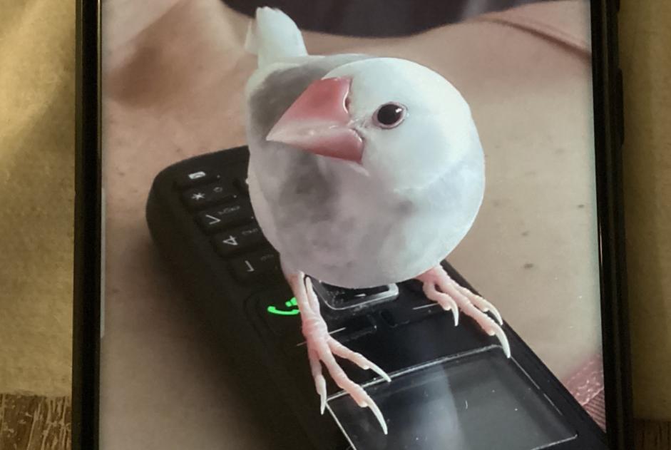 Vermisstmeldung Vogel Männliche , 2024 jahre Les Sables-d'Olonne Frankreich