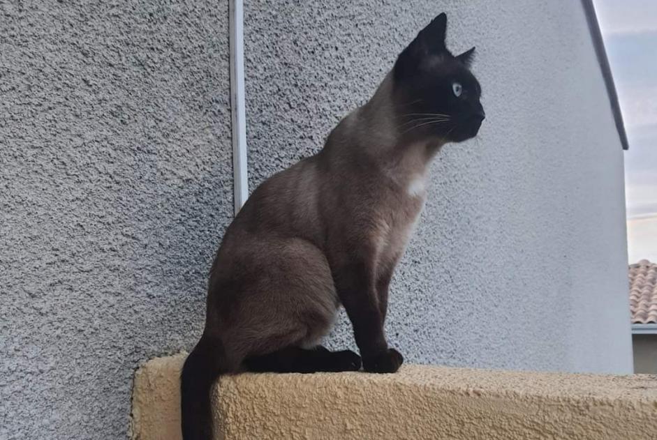 Vermisstmeldung Katze  Männliche , 5 jahre Perpignan Frankreich