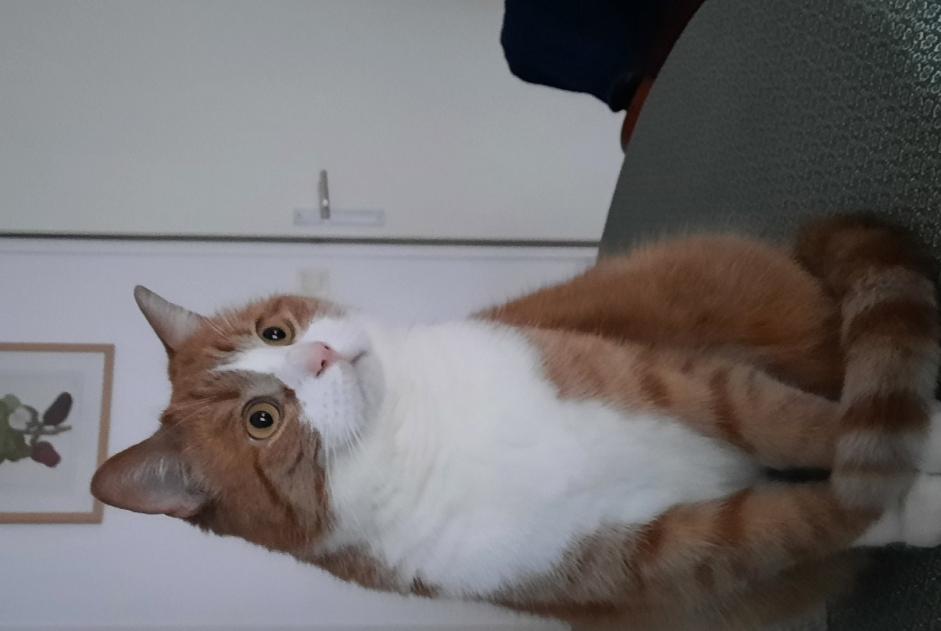 Vermisstmeldung Katze  Männliche , 4 jahre Lille Frankreich