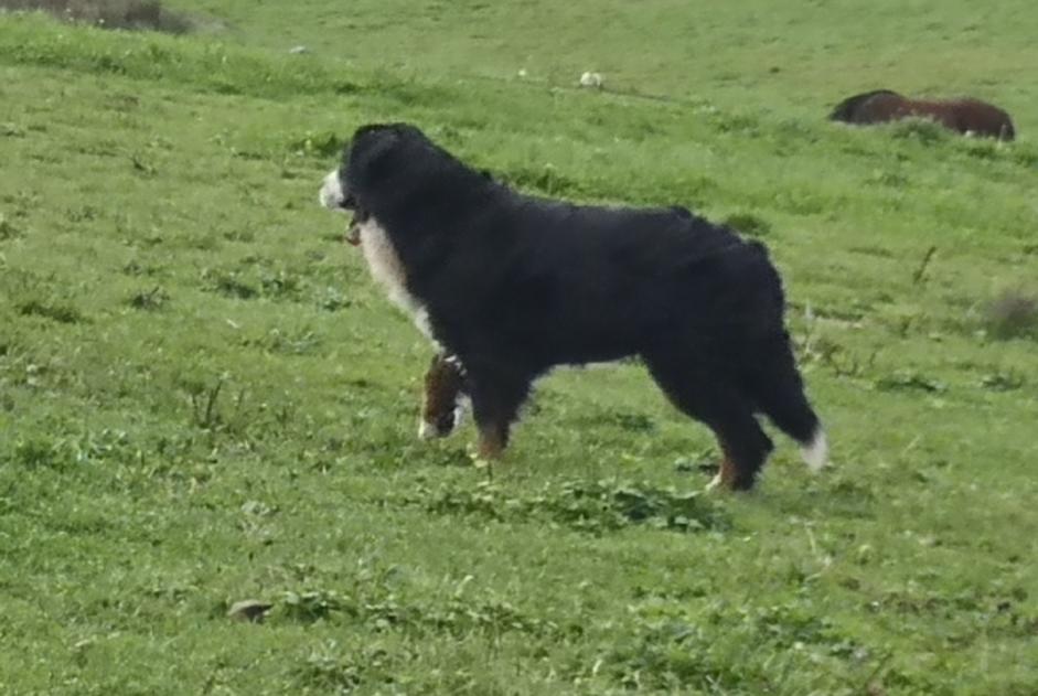 Vermisstmeldung Hund  Weiblich , 71 jahre Beyssac Frankreich