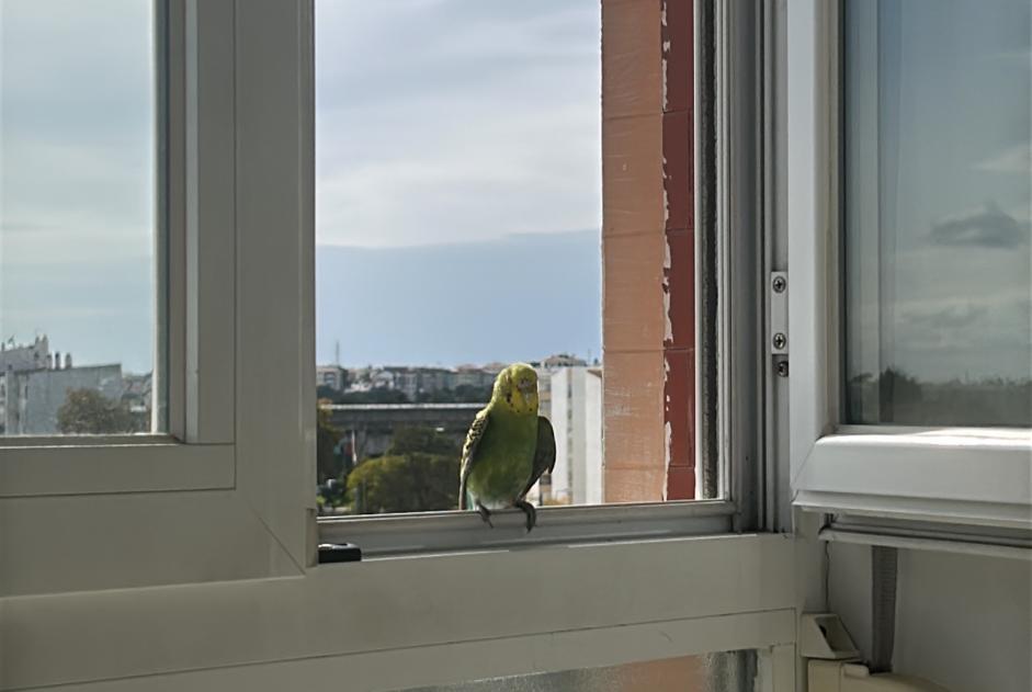 Fundmeldung Vogel Unbekannt Corroios Portugal