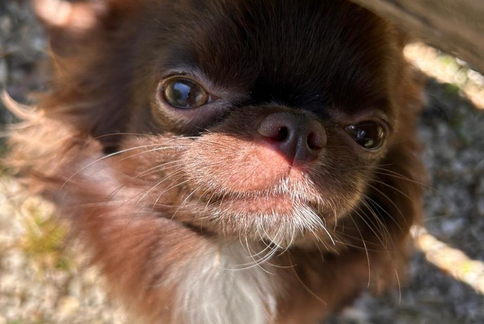 Vermisstmeldung Hund rassenmischung Männliche , 1 jahre Villiers-sur-Marne Frankreich