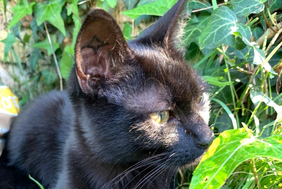 Vermisstmeldung Katze  Weiblich , 1 jahre Saint-Orens-de-Gameville Frankreich