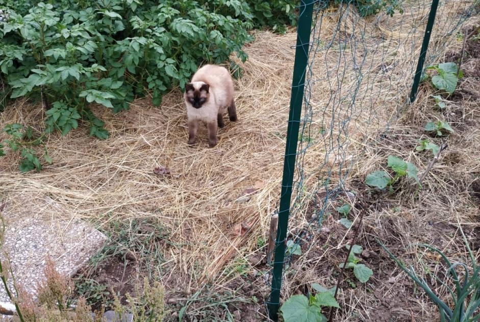 Vermisstmeldung Katze rassenmischung Männliche , 6 jahre Rochesson Frankreich