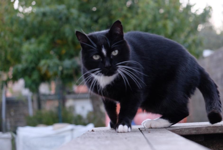 Vermisstmeldung Katze Männliche , 10 jahre Saint-Laurent-de-la-Prée Frankreich