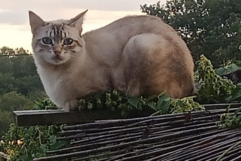 Vermisstmeldung Katze rassenmischung Männliche , 1 jahre Grazac Frankreich