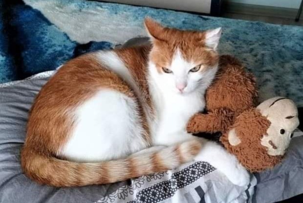 Vermisstmeldung Katze rassenmischung Männliche , 10 jahre Saint-Laurent-sur-Mer Frankreich