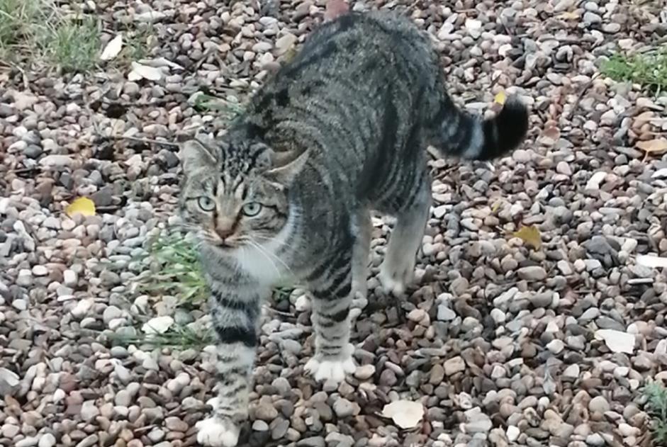 Fundmeldung Katze rassenmischung Unbekannt Octon Frankreich