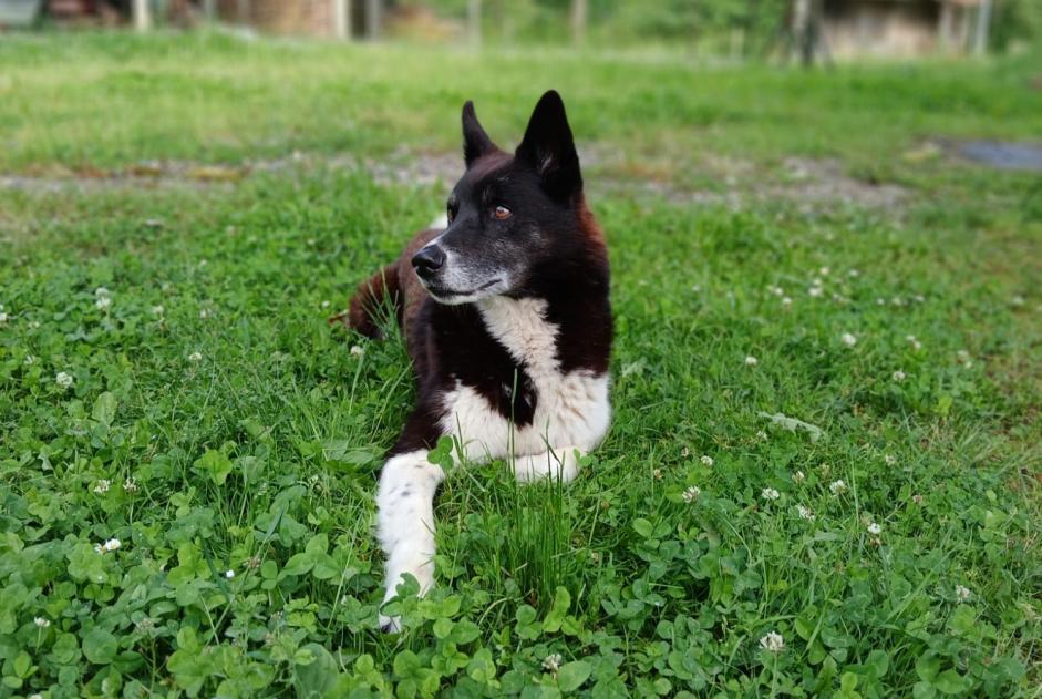 Vermisstmeldung Hund rassenmischung Männliche , 12 jahre Estadens Frankreich