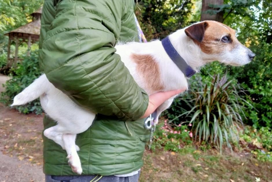 Vermisstmeldung Hund  Weiblich , 12 jahre Perles-et-Castelet Frankreich