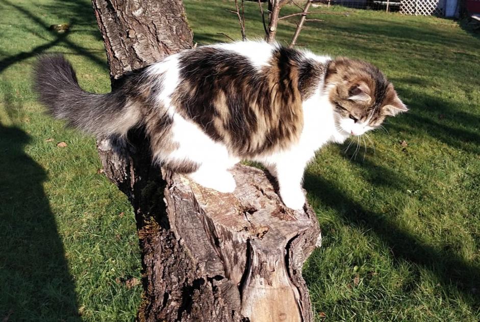 Vermisstmeldung Katze rassenmischung Männliche , 1 jahre Esboz-Brest Frankreich