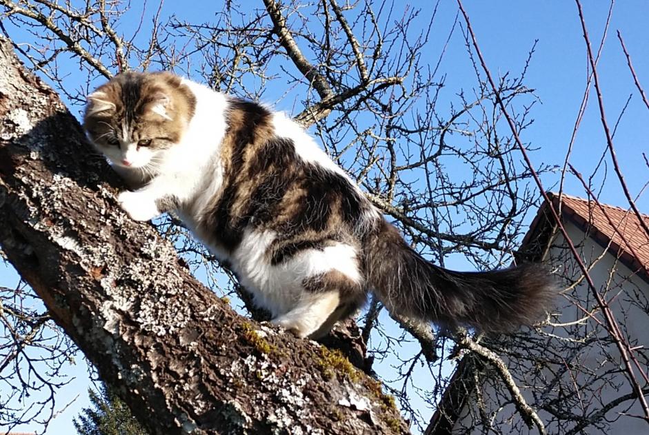 Vermisstmeldung Katze rassenmischung Männliche , 1 jahre Esboz-Brest Frankreich