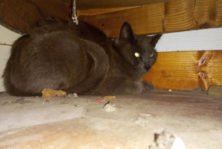 Fundmeldung Katze Unbekannt Nailly Frankreich