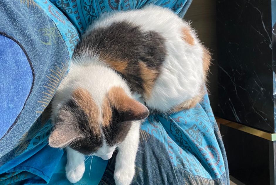 Vermisstmeldung Katze Weiblich , 4 jahre Porto Portugal