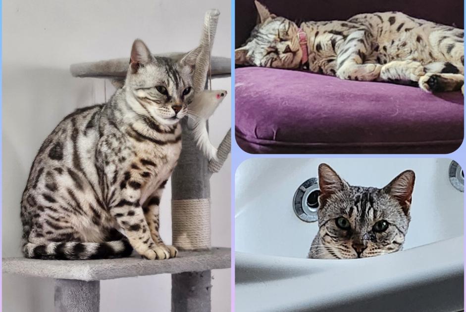 Vermisstmeldung Katze  Weiblich , 7 jahre Champs-sur-Yonne Frankreich
