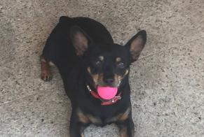 Vermisstmeldung Hund  Männliche , 14 jahre Ourém Portugal