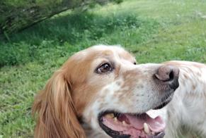 Vermisstmeldung Hund  Männliche , 6 jahre Ferreira do Zêzere Portugal