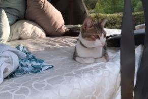 Vermisstmeldung Katze rassenmischung Männliche , 8 jahre Luso Portugal