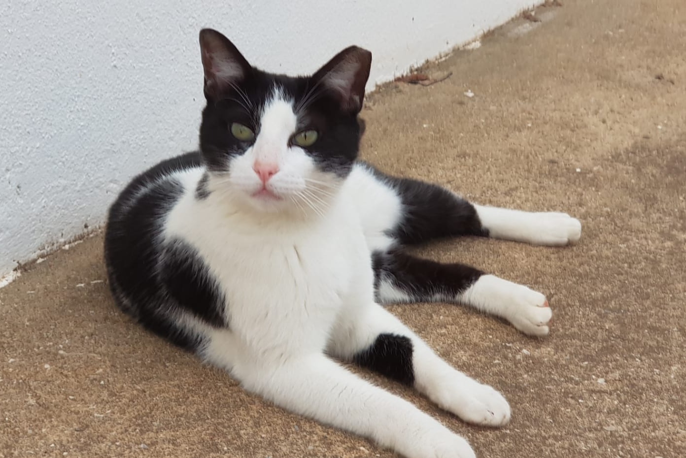 Vermisstmeldung Katze Männliche , 7 jahre Albufeira Portugal