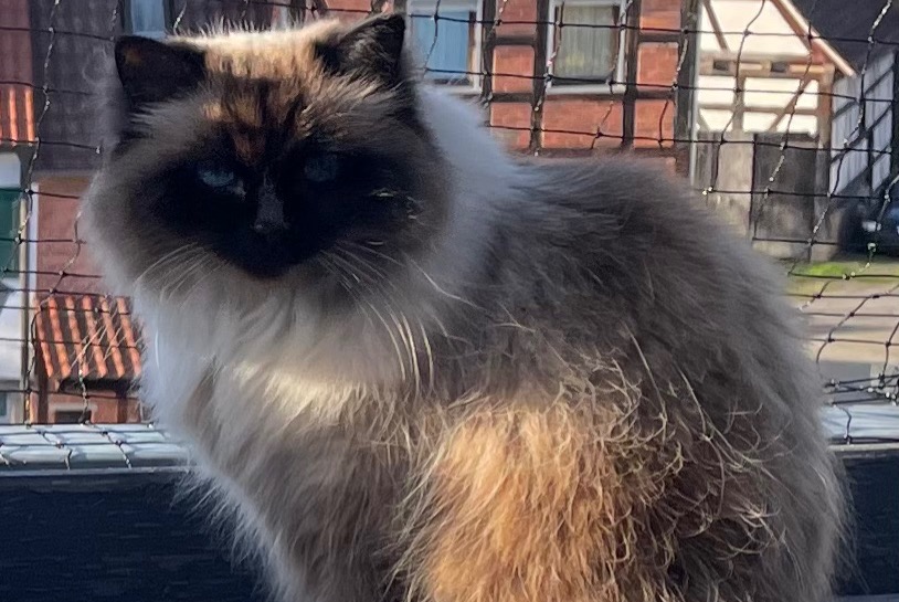 Katze Vermisst in Monchique (, Portugal)  - Verlust Pet Alert Meldung Nr. 364512