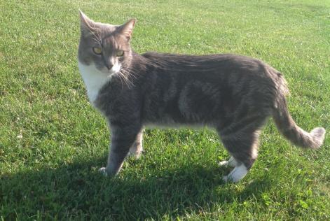 Disappearance alert Cat Male , 10 years Ormes France