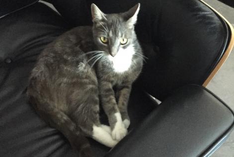 Disappearance alert Cat Male , 10 years Ormes France