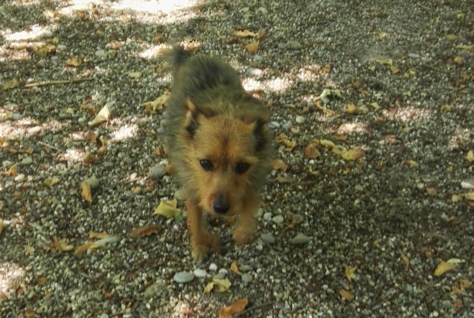 Disappearance alert Dog miscegenation Female , 17 years Kunheim France