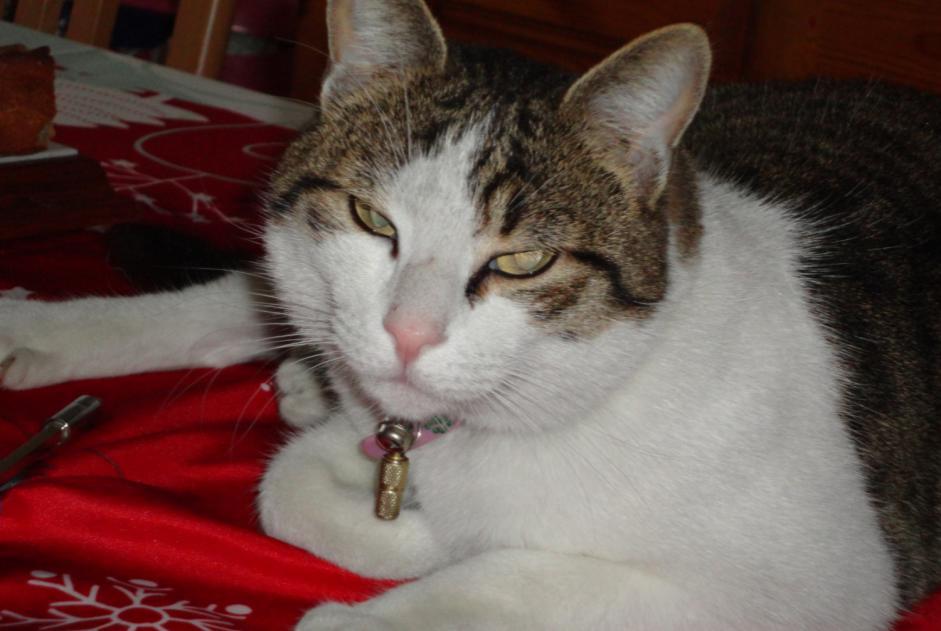 Disappearance alert Cat  Male , 16 years Chamouille France