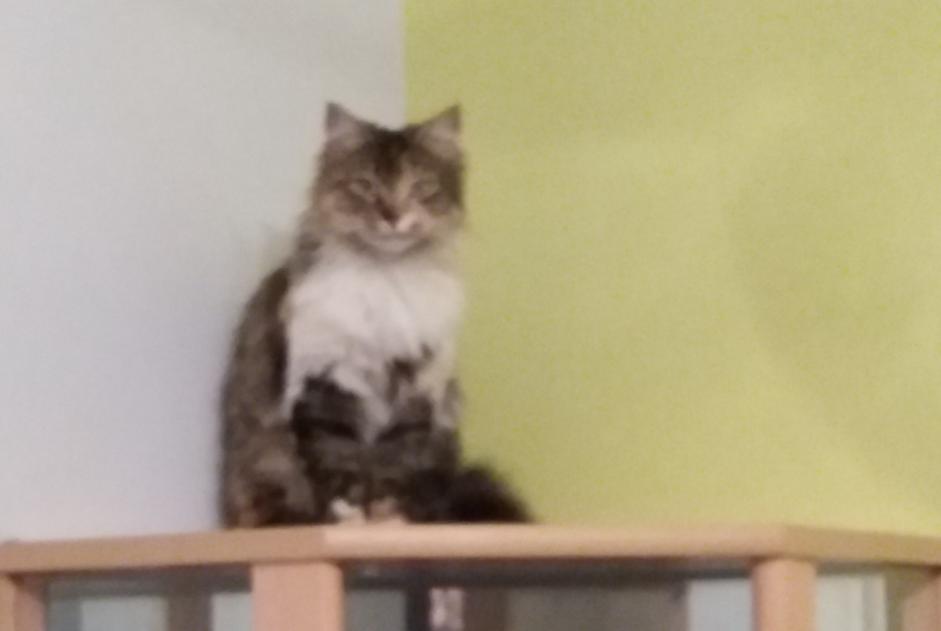 Disappearance alert Cat  Female , 6 years Pruillé-le-Chétif France