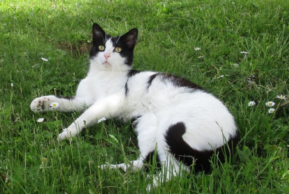 Disappearance alert Cat  Male , 7 years La Chapelle France