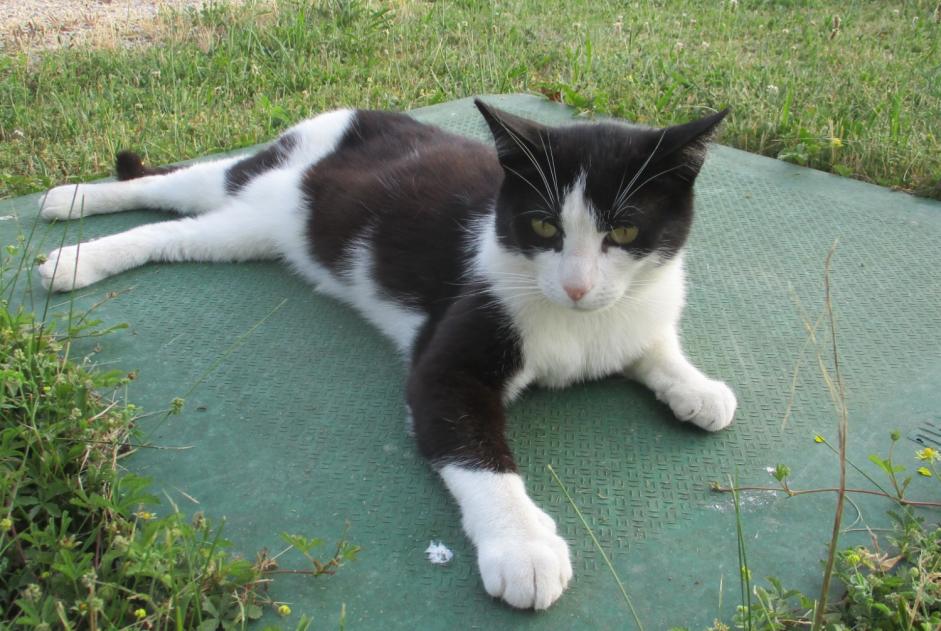 Disappearance alert Cat  Male , 7 years La Chapelle France