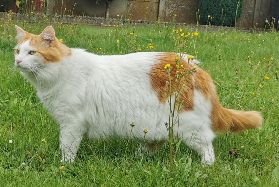 Disappearance alert Cat miscegenation Male , 5 years Chaville France