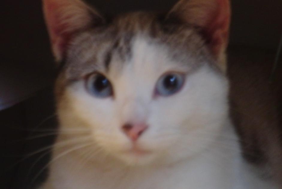 Disappearance alert Cat miscegenation Female , 4 years Villefranche-de-Rouergue France