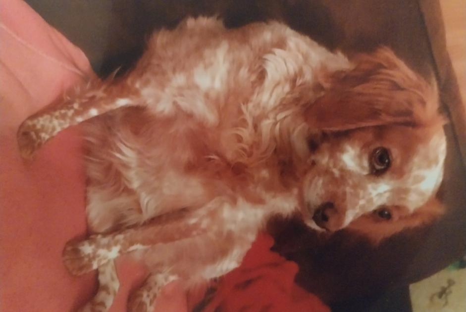 Disappearance alert Dog  Female , 11 years Montdragon France