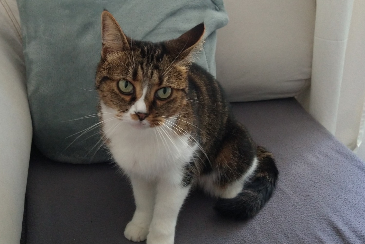 Disappearance alert Cat miscegenation Female , 12 years Châtel-Guyon France