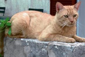 Disappearance alert Cat  Male , 11 years Mimet France