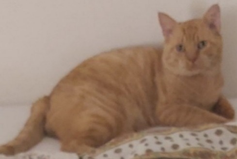 Disappearance alert Cat  Male , 11 years Mimet France