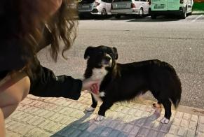 Discovery alert Dog Male Arcos de Valdevez Portugal