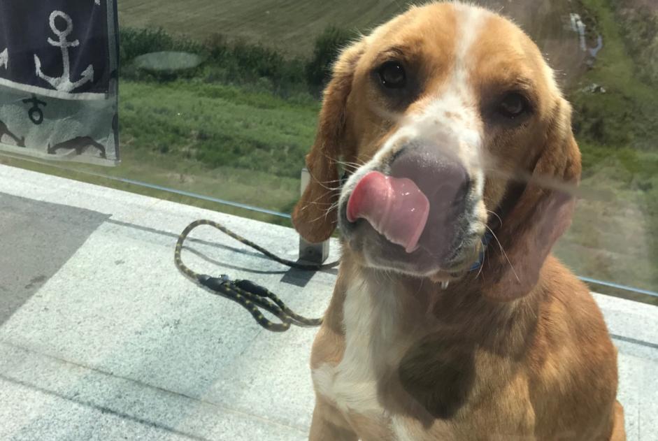 Discovery alert Dog miscegenation Male Estela Portugal