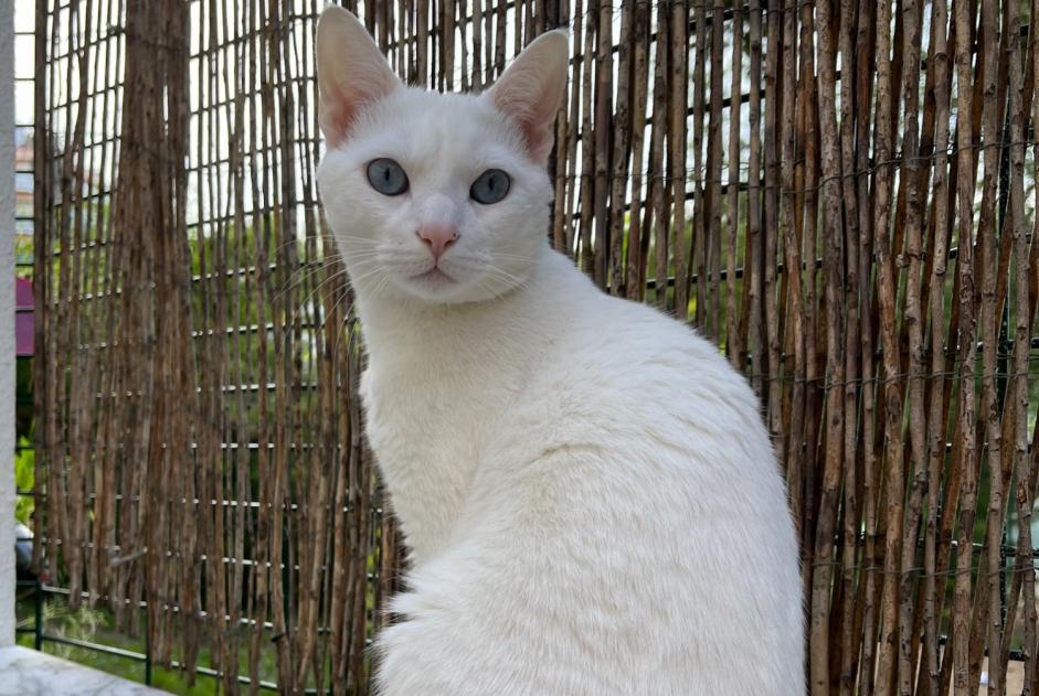 Disappearance alert Cat  Male , 3 years Lisboa Portugal