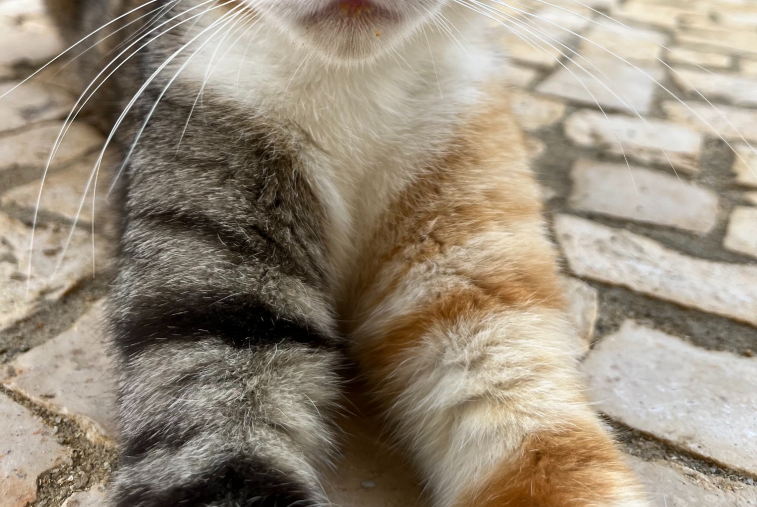 Disappearance alert Cat Female , 1 years Alcobaça Portugal