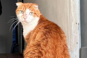 Disappearance alert Cat  Male , 6 years Cressensac-Sarrazac France