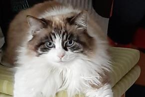 Disappearance alert Cat Female , 7 years Bouguenais France